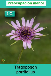 Tragopogon porrifolius