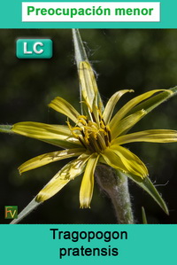 Tragopogon pratensis