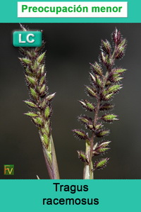 Tragus racemosus