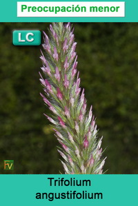 Trifolium angustifolium