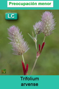 Trifolium arvense