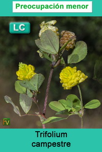 Trifolium campestre