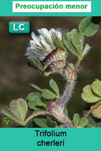 Trifolium cherleri