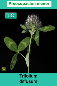 Trifolium diffusum