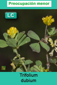 Trifolium dubium
