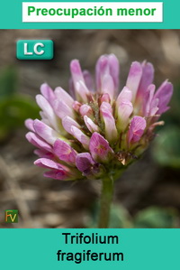 Trifolium fragiferum