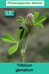 Trifolium gemellum