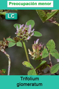 Trifolium glomeratum