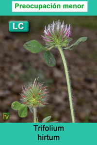 Trifolium hirtum
