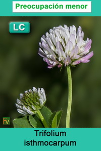 Trifolium isthmocarpum