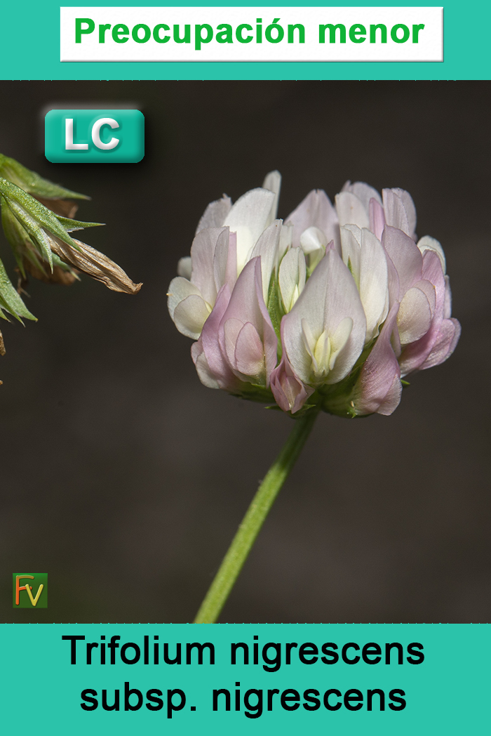 Trifolium nigrescens nigrescens