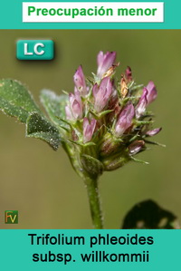 Trifolium phleoides willkommii