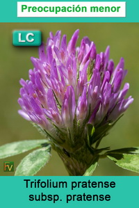 Trifolium pratense pratense