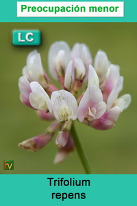 Trifolium repens