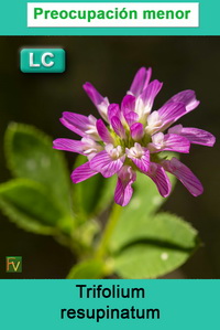 Trifolium resupinatum