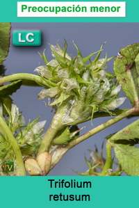 Trifolium retusum