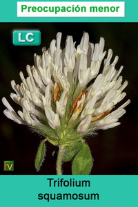 Trifolium squamosum