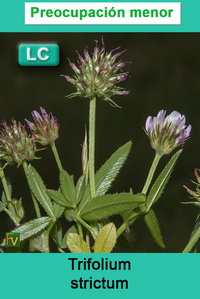 Trifolium strictum