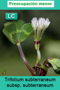 Trifolium subterraneum subterraneum