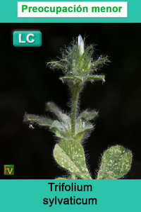 Trifolium sylvaticum