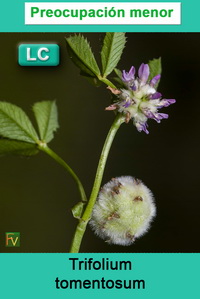 Trifolium tomentosum