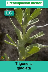 Trigonella gladiata