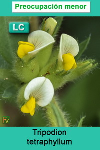 Tripodion tetraphyllum