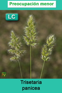 Trisetaria panicea