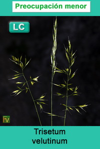 Trisetum velutinum