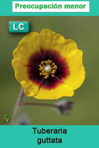Tuberaria guttata