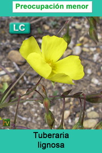 Tuberaria lignosa