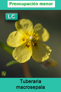 Tuberaria macrosepala