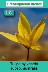 Tulipa sylvestris australis