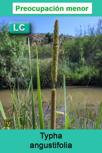 Typha angustifolia