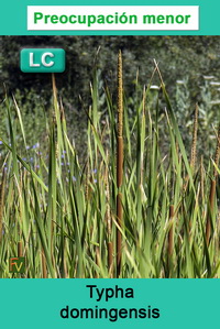 Typha domingensis