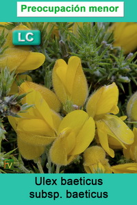 Ulex baeticus baeticus