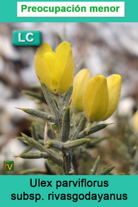 Ulex parviflorus rivasgodayanus