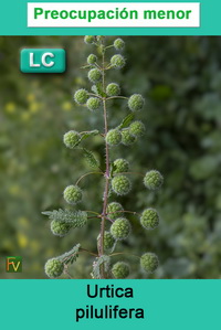 Urtica pilulifera