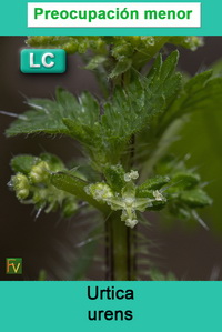 Urtica urens