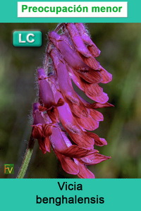 Vicia benghalensis