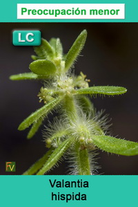 Valantia hispida