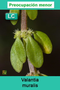 Valantia muralis