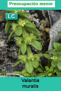 Valantia muralis 2