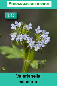 Valerianella echinata