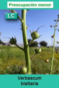 Verbascum blattaria