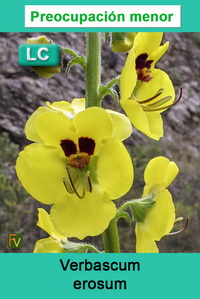 Verbascum erosum