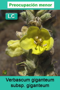 Verbascum giganteum giganteum 1