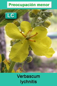 Verbascum lychnitis