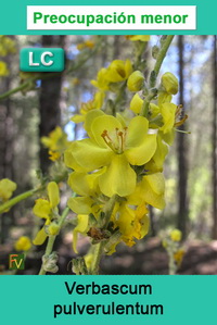 Verbascum pulverulentum