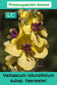 Verbascum rotundifolium haenseleri